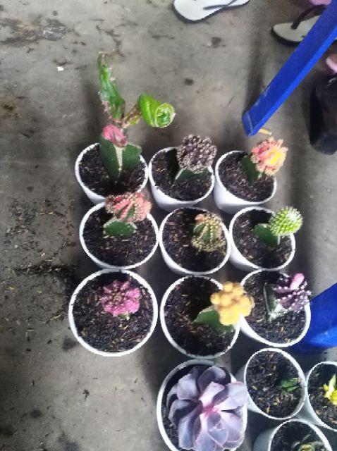 Kaktus Gymno Paket Sultan Dipot 10cm