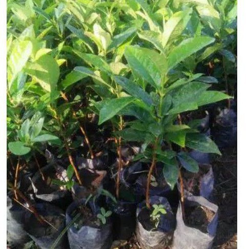 Bibit Tanaman Bumbu Daun Salam Terlaris Murah BELI 12 GRATIS 1-5