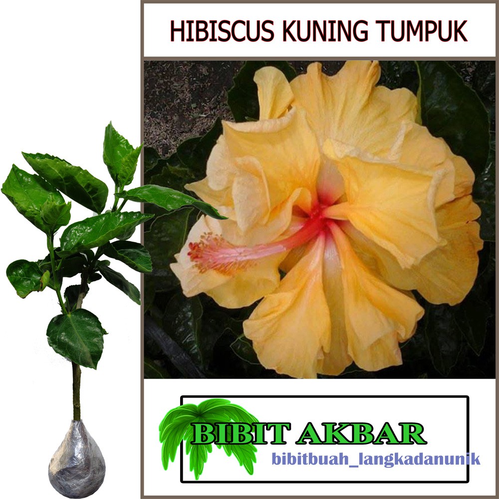 Bibit Tanaman Hias Bunga Hibiscus Kuning Tumpuk