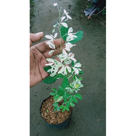 Tanaman Asem Londo Varigata / Asam Kranji Varigata