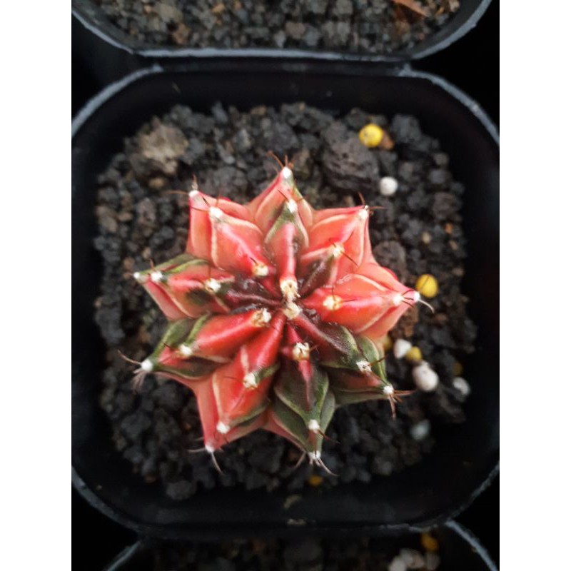 kaktus starfire/milo