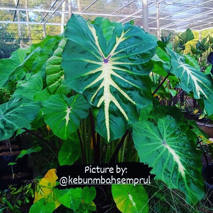 Colocasia White lava Ekonomis