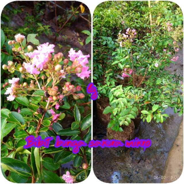 Bibit bunga sakura mikro