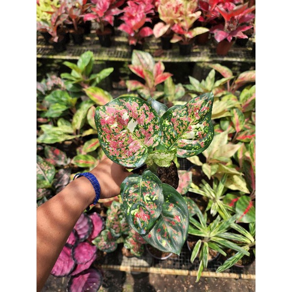 AGLONEMA DUD TRICOLOUR