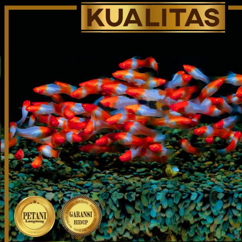 Ikan plati kohaku swordtail size induk