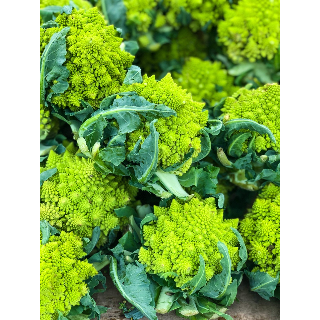 Benih Bibit Biji - Cauliflower Romanesco Natalino Kembang Bunga Kol Hijau Limau Brokoli Seeds - IMPORT