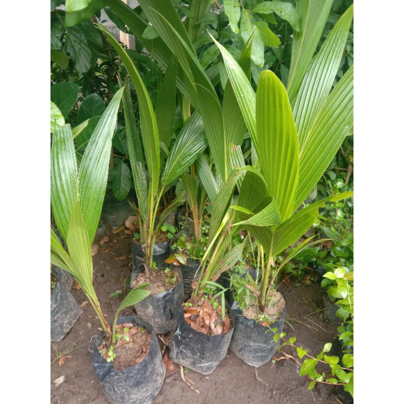 

bibit kelapa Wulung