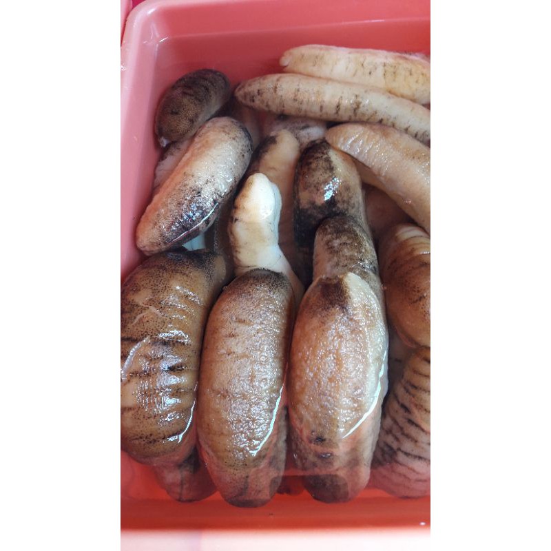 

HAISON TRIPANG BASAH FRES/500GRM ,ISI,4,BIJI