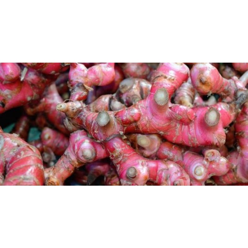 

250 GRAM JAHE MERAH / Tipakan Banjar