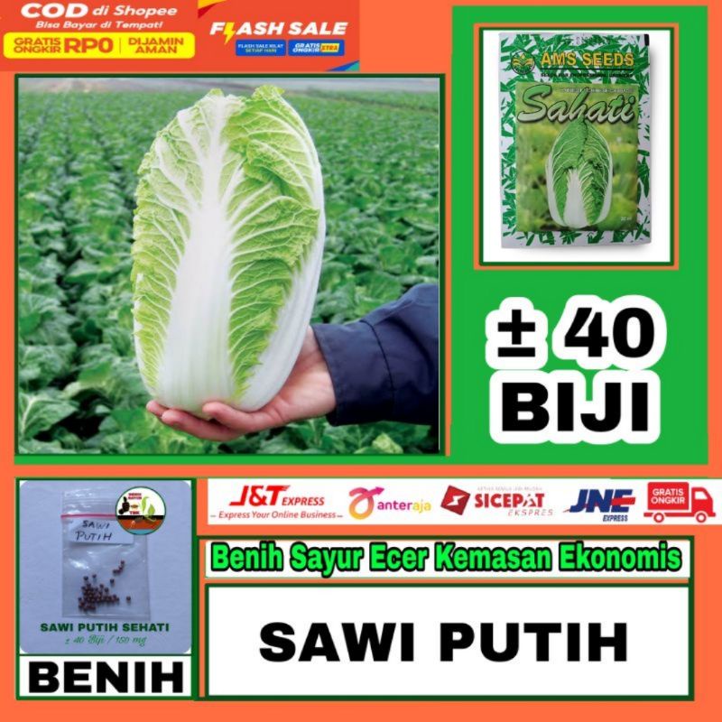 40 Benih Sayur Sawi Putih Sehati Dataran Rendah - Bibit Sayur Sawi Putih Sehati Kemasan Ekonomis