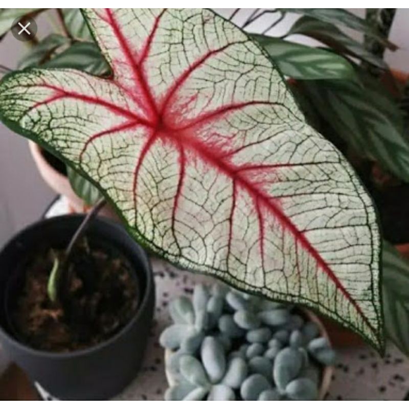 BONGGOL/UMBI CLADIUM WHITE QUEEN/RED VENIS