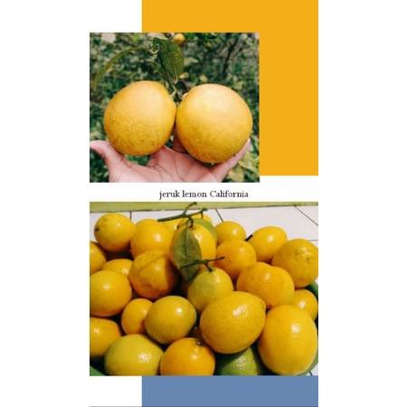 

JERUK LEMON CALIFORNIA (Fresh Baru Petik)