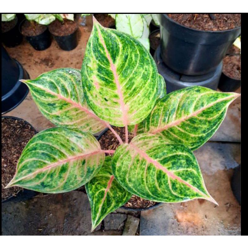 bibit aglonema susan ori