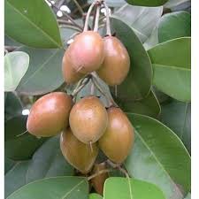 TANAMAN BUAH SAWO KECIK