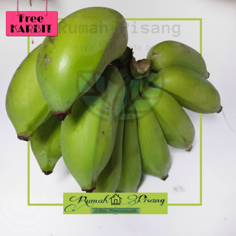 

Pisang Uter Mentah Siap di Imbu / Dimatangkan