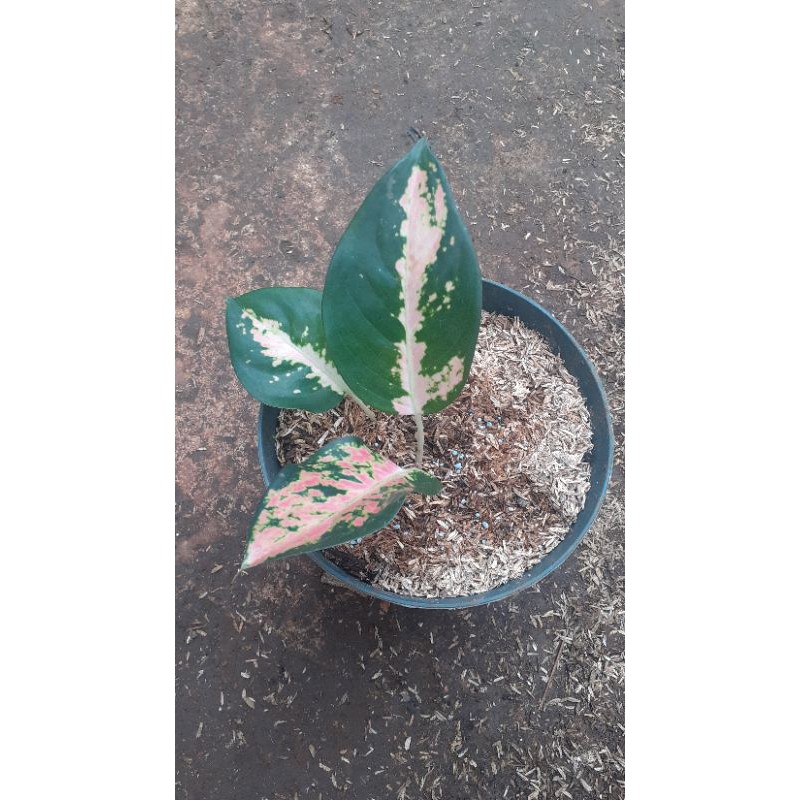 bibitan aglonema lady valentin.