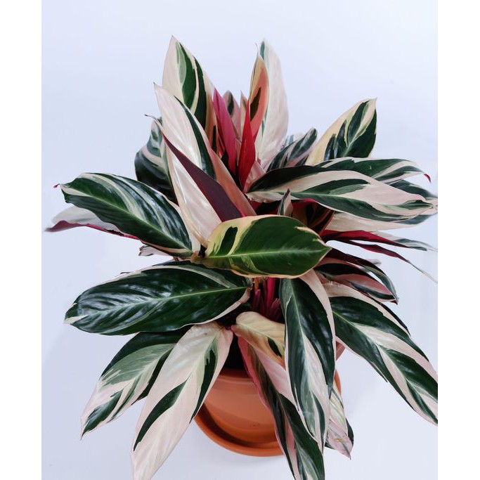 Tanaman Hias Calathea - Calathea Tricolor - Calathea Bendera - Calathea Triostar - Calathea Meranti