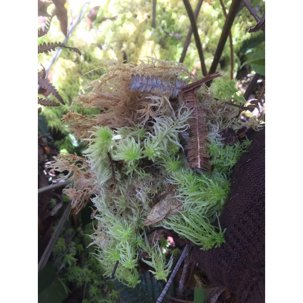 sphagnum moss/lumut putih