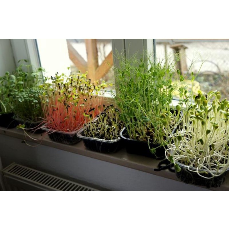 Benih Microgreen Sprout Benih Bibit Microgreen Alfalfa Red Cabbage Broccoli Buckweat