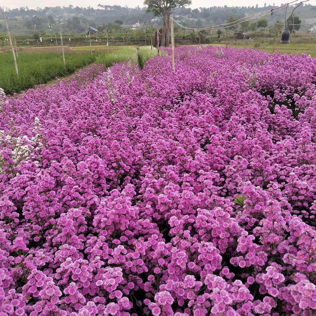 Tanaman Hias Bunga Pikok (Berbunga) murah