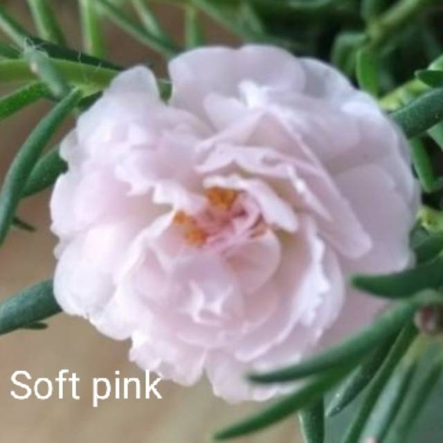 Soft pink 10 stek mossrose krokot bunga mawar tanah