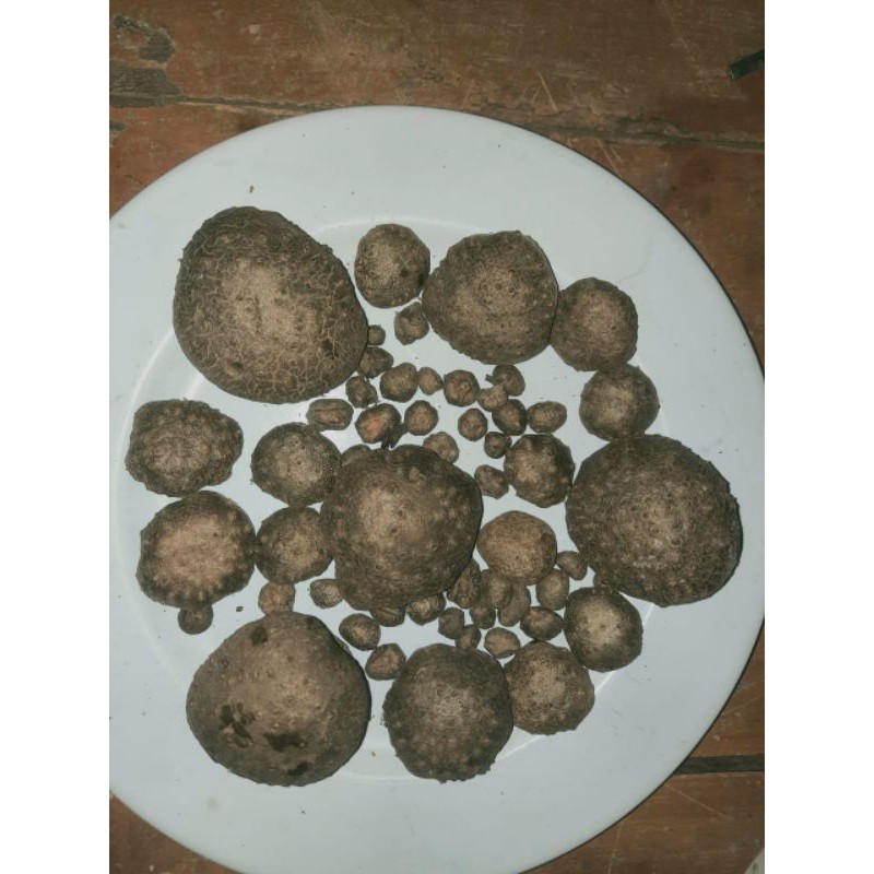

Bibit Porang Katak