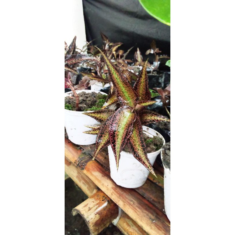 Jewel Orchid/Anggrek Permata