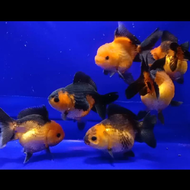 ORANDA BLACK GOLD SHORT BODY SIZE 9-10,5 CM