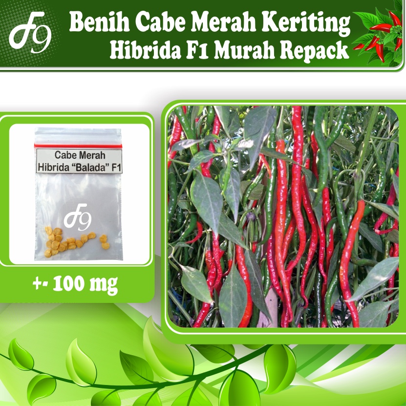 Benih Bibit Cabe Merah Keriting Murah Repack Seribuan