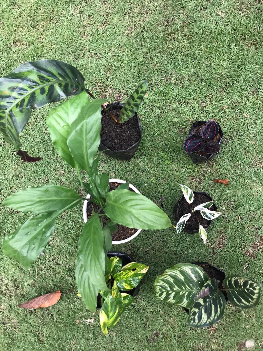 Tanaman Hias Calathea Fusion - Maranta Tisu- Meranti Kapas