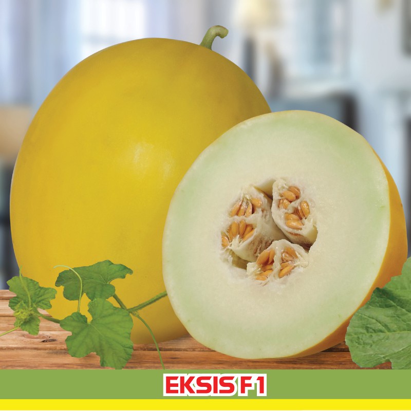 2 Benih Bibit Melon Golden F1 Hibrida Eksis Buah Buahan Melon Kuning Super Bintang Asia Tahan Virus Unggul