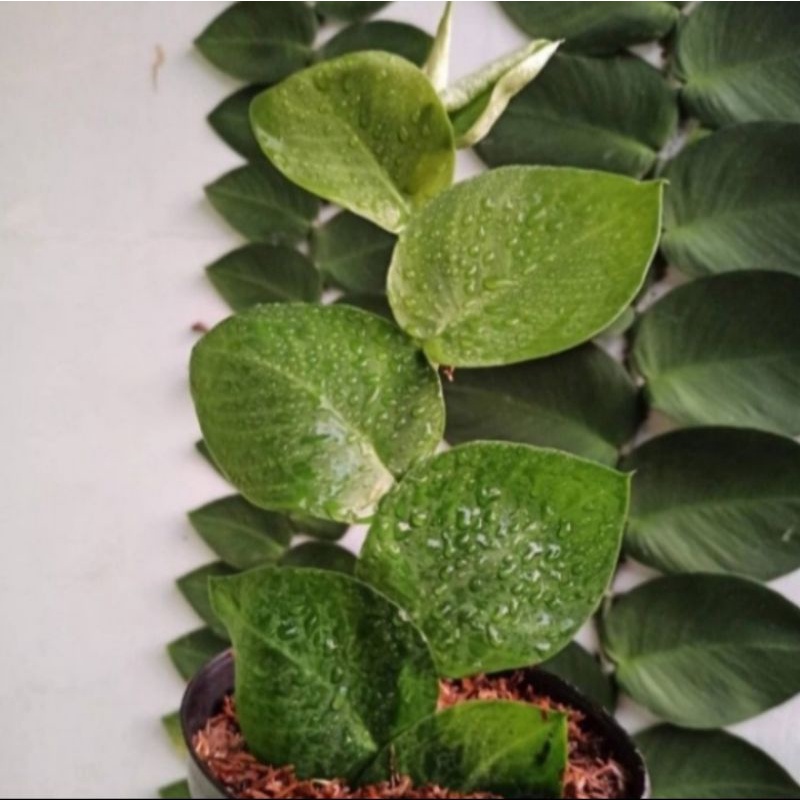 Tanaman hias dollar rambat hidup / tanaman hias / tanaman dolar hidup