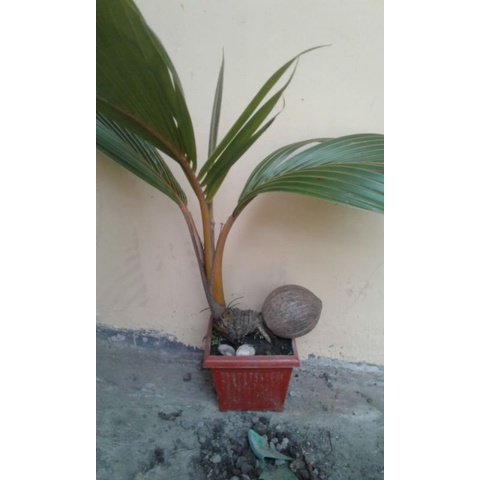 Bonsai Kelapa / Bonkla bagus