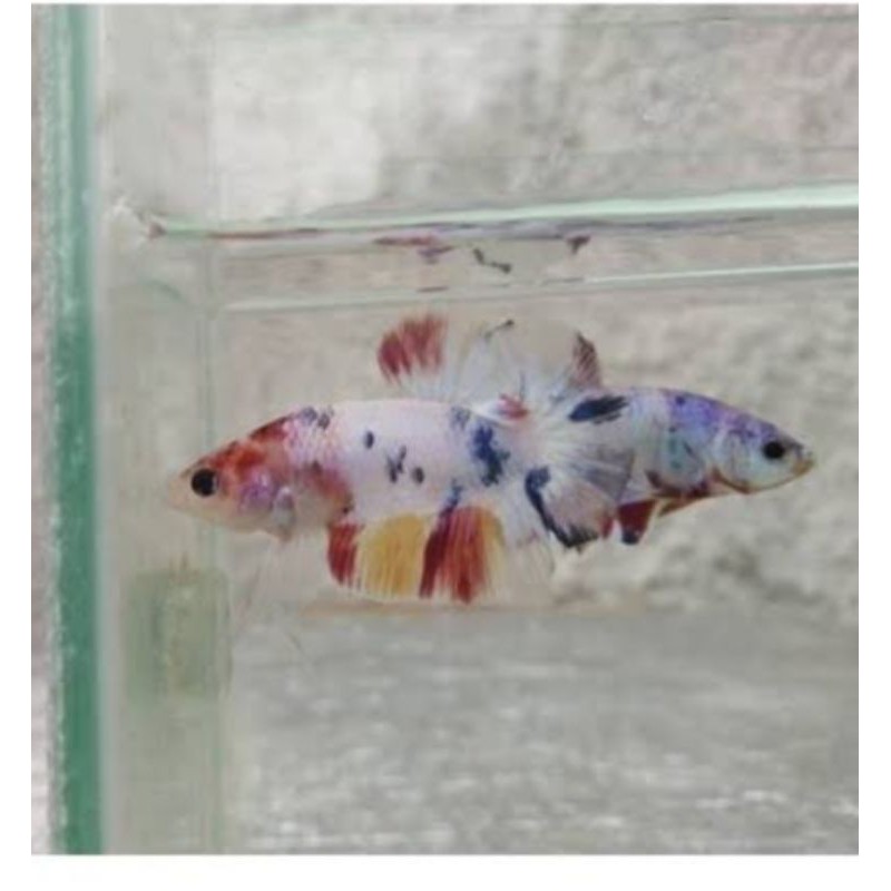 Cupang Koi Multicolour Galaxy Sepasang Male/Famale