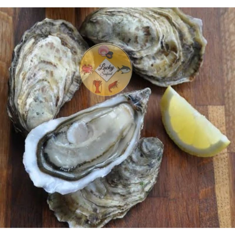 

Tiram atau oyster hidup lokal