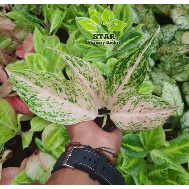 Mutiara Siam/Aglaonema Mutiara Siam/Aglonema Murah/Aglonema Paket/Aglonema Lokal