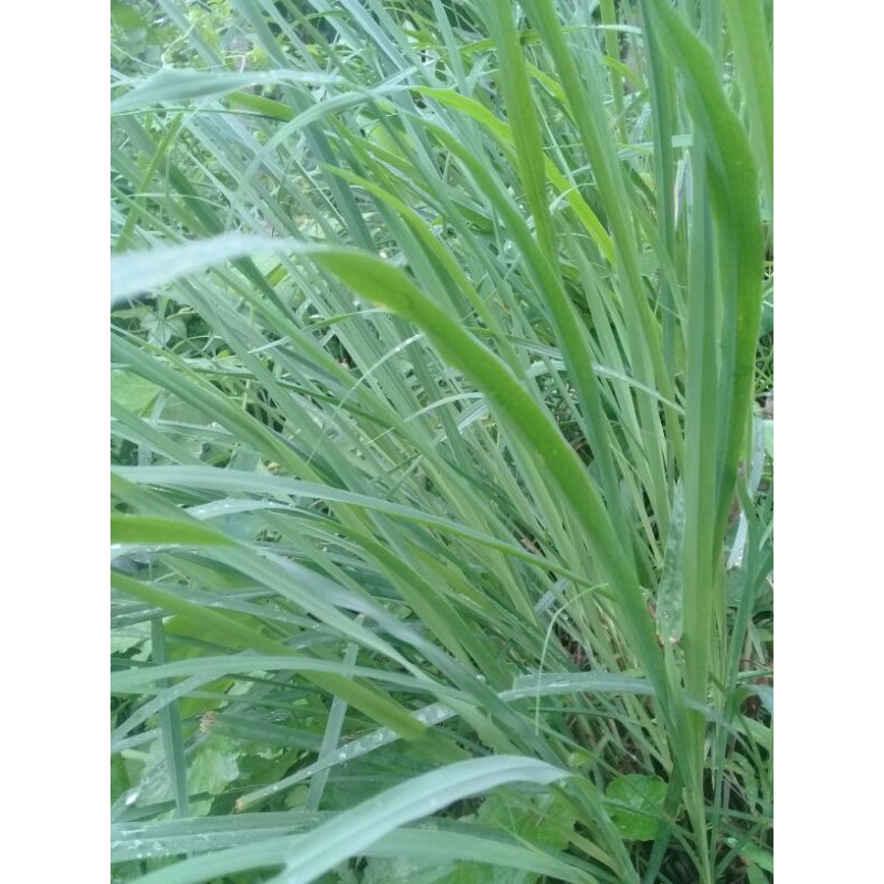 

Promo daun sereh.sirih wangi segar 500gram