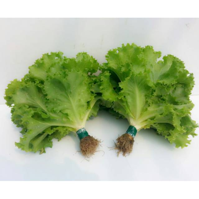 

SELADA IKAT SEGAR 200 - 250 GR