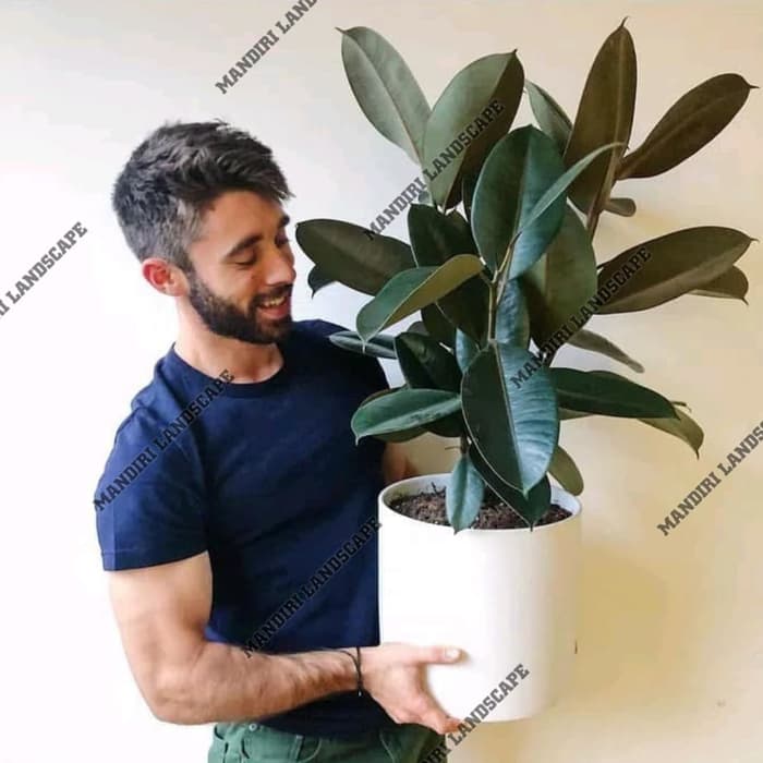 Pohon Karet Kebo - Pohon Herbal - Tanaman Hias Karet Kebo