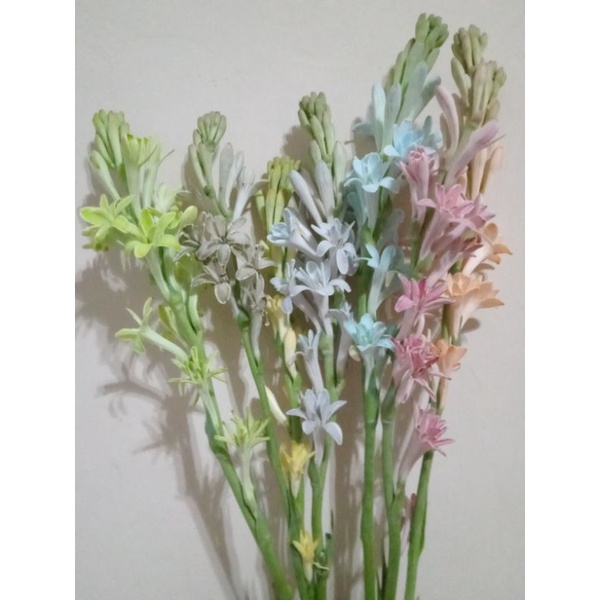 bunga sedap malam /bunga sundel warna