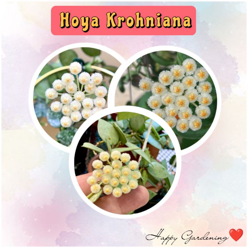 Hoya krohniana / tanaman hias murah / wangi