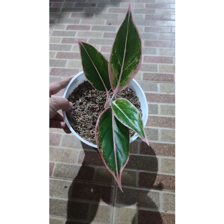 aglonema lipstik puding