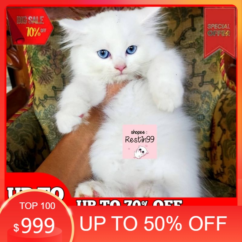 vitamin anak kucing kitten persia medium mata biru / bukan peaknose / British /anggora