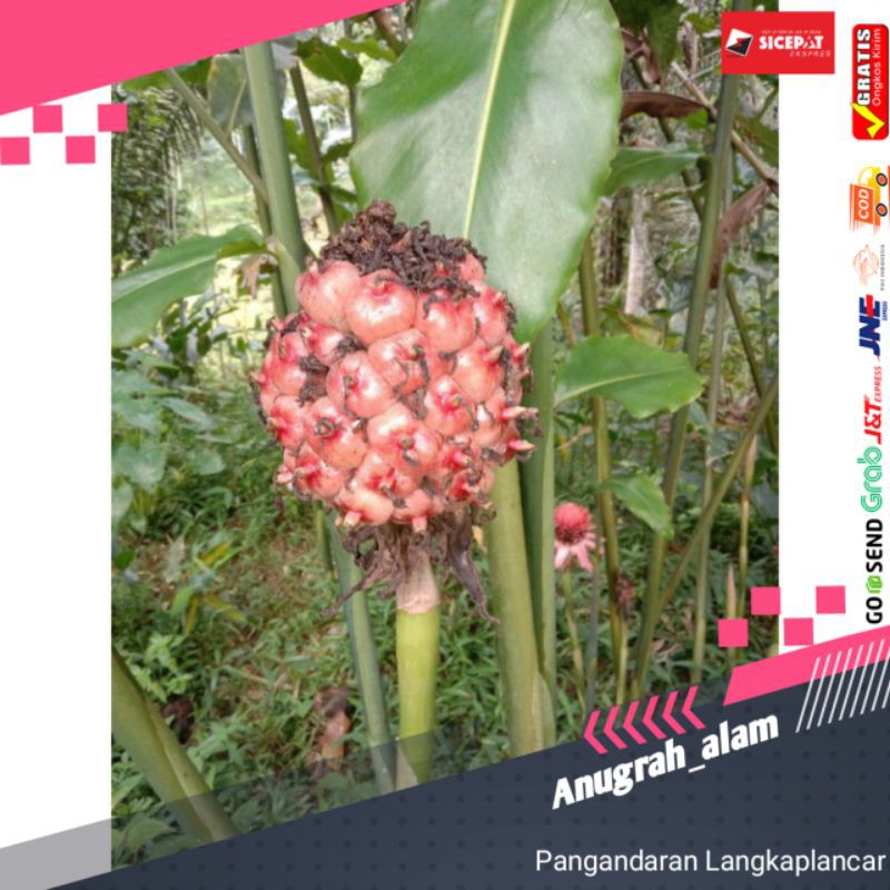 

BUAH HONJE LAKA SEGAR MURAH 1KG