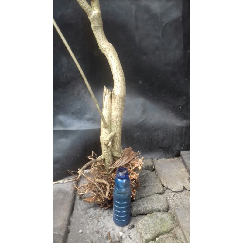 bahan bonsai mentaos/bintaos