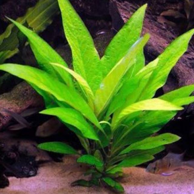 Hygrophila Stricta - Tanaman Aquascape Pemula tanpa co2 Tumbuhan Air Hidup Hiasan Dekorasi Pohon Aquarium