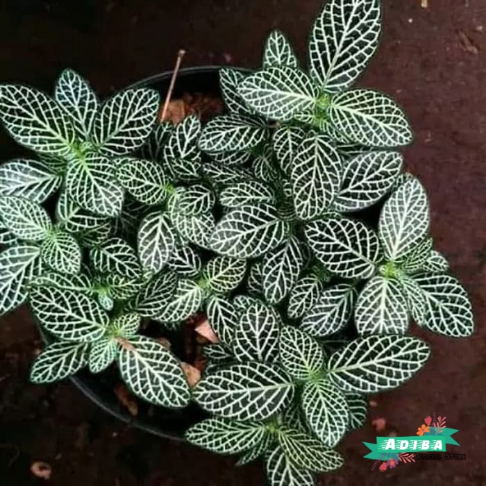 tanaman episicia mutiara / episia mutiara