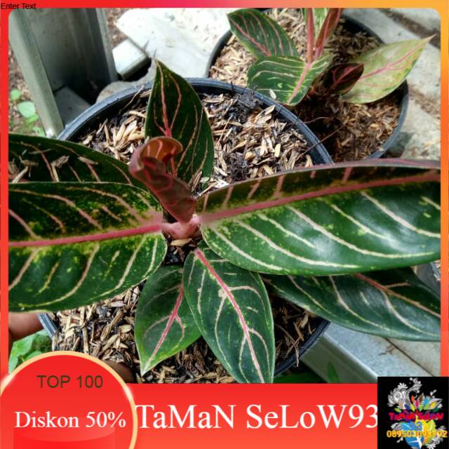 Bibit tanaman hias aglonema red Sumatera daun 2-3 lembar
