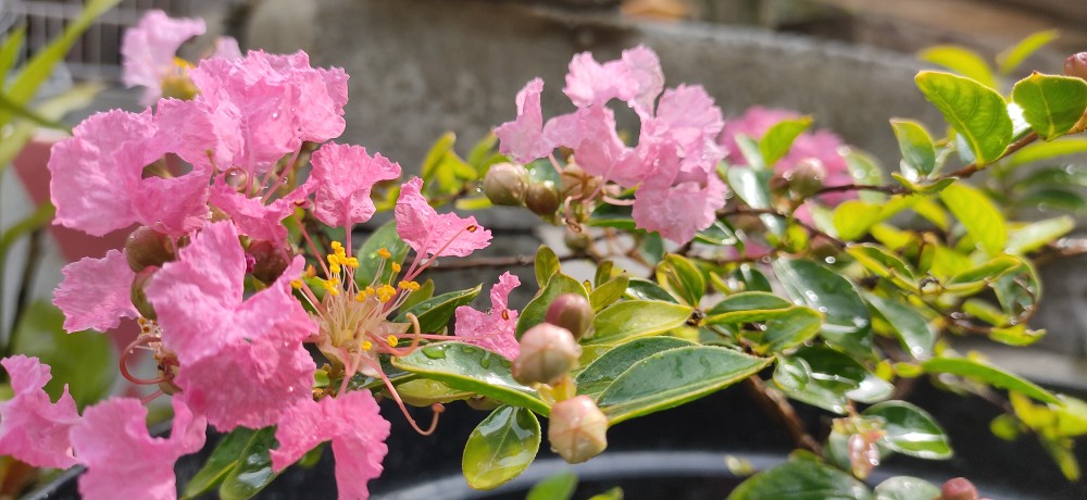 Tanaman Bunga Sakura Lokal Pink