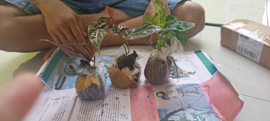 Bibit Tanaman Monstera Obliqua Philodendron Monstrea Daun Janda Bolong